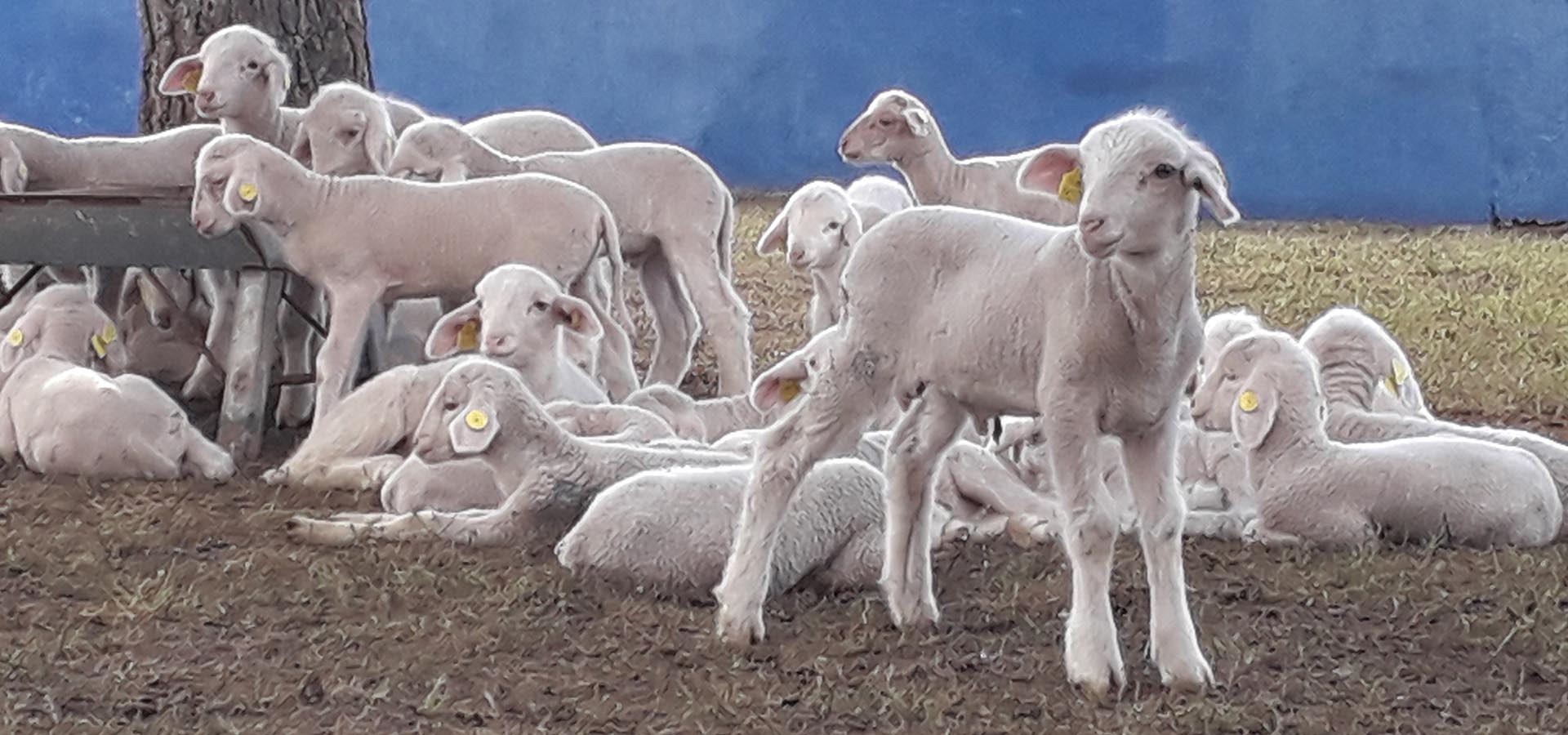 Türkoğlu Tarım Merinos