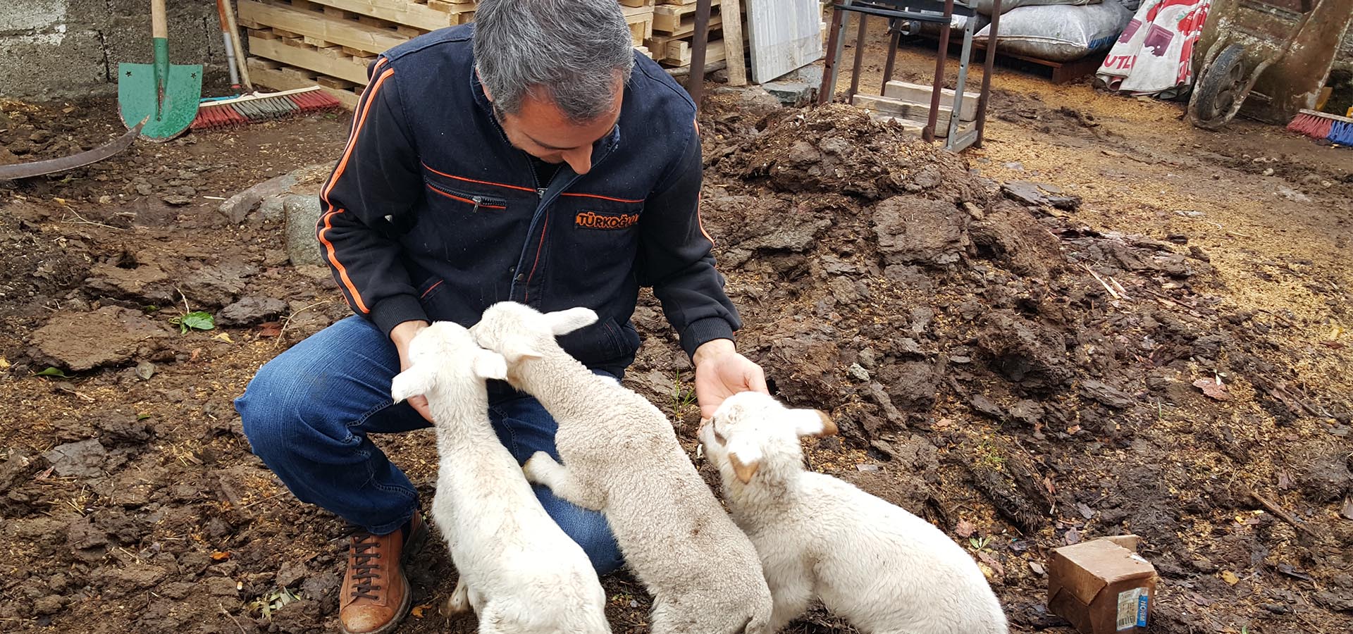 Türkoğlu Tarım Merinos