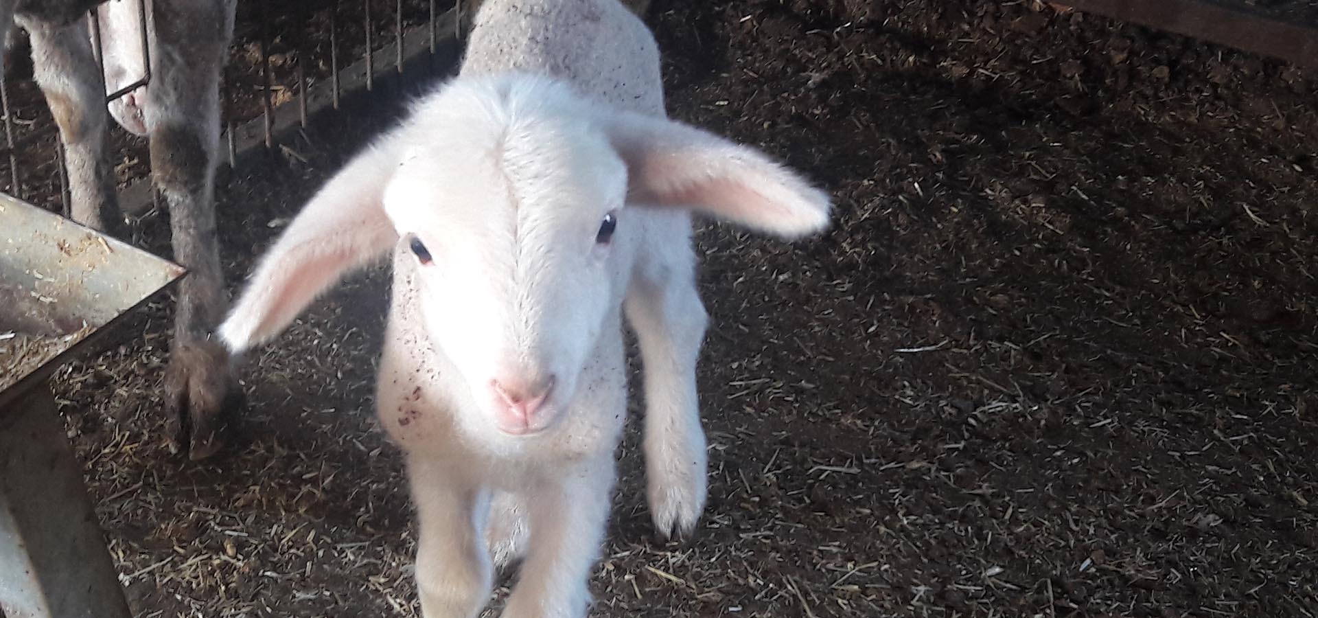 Türkoğlu Tarım Merinos