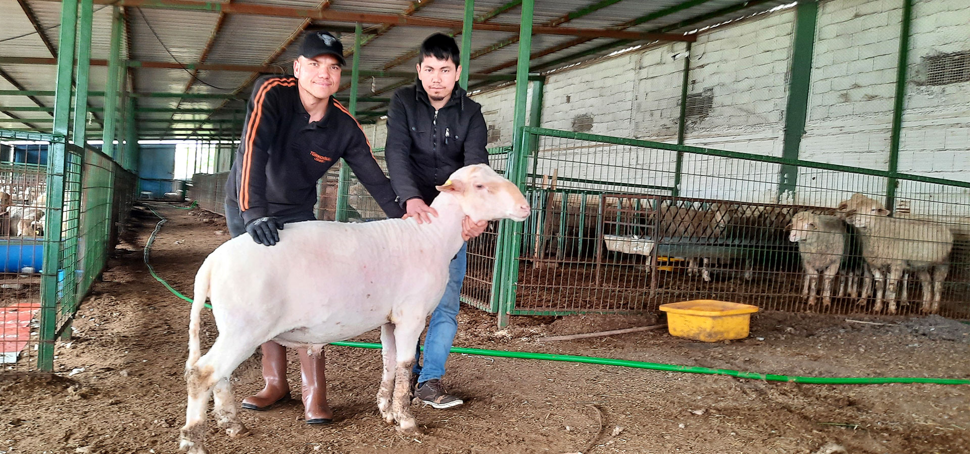 Türkoğlu Tarım Merinos