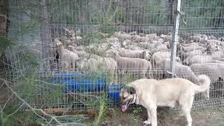 Türkoğlu Tarım Videoları