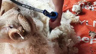 Türkoğlu Tarım Videoları
